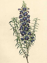 Australian blue Hovea pungens