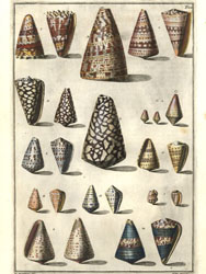 Conchology Plate 22. Shells