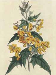 Podolobium Prickly Pea.