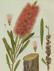 Callistemon (Red Bottle-brush)