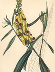 Australian Callistachys longifolia