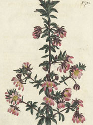 Bauera rubioidees Scrub Rose