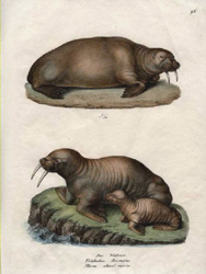 Brodtman Walruses