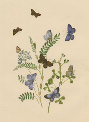 Beautiful Butterflies engraving