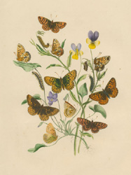 Transformation of Butterflies