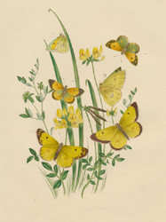 Life-cycle of Butterflies antique print