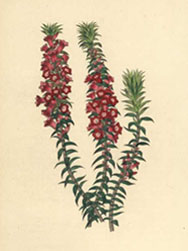 Paxton's Epacris Coccineus