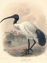 Beautiful Sacred Ibis
