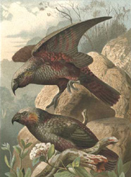 New Zealand Kaka Parrots
