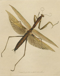 Australian Preying Mantis