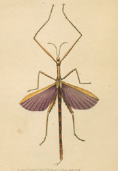 Violet-winged Stick Insect