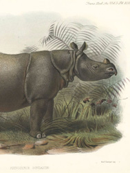 Endangered Rhinoceros