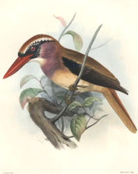 Kingfisher, Sanghir Islands