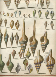 Long-tailed Spiral Shells