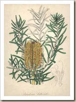 A.Banksia littoralis