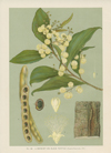 5A-Botany-Maiden-Acacia.jpg