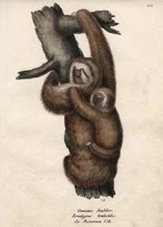 Brodtmann Pale-headed Sloth