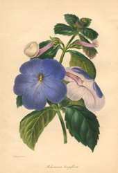 Achimenes longiflora lithograph
