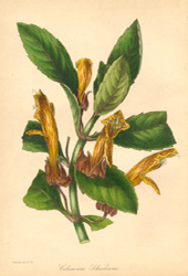 Columnea Scheidiana lithograph