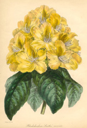 Rhododendron Smithii aureum