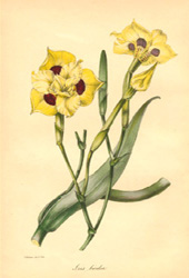 Joseph Paxton's Iris bicolor c1842