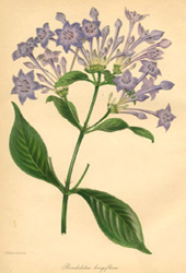 Rondeletia longiflora lithograph