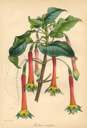 Fuchsia cordifolia lithograph