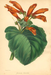 Paxton Gesnera laterita c1840