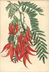 Clianthus puniceus. NZ Parrot-bill