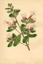 Correa bicolor lithograph