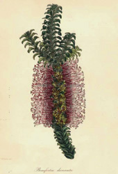 Australian Beaufortia Dicksonii