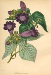 Royal Purple Pharbitis ostrina