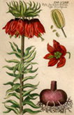Crown Imperialis c1641