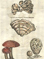 Fungi, Poyfonous Mufhrums