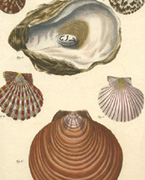 Bivalve Shells c1760