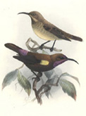 Carmelite Sunbird
