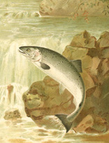 A Salmon Leap