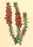 Australian Epacris c1838