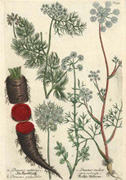 18thC Heirloom Carrot