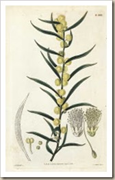 A.Acacia lanigera.2922