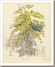A.Acacia pubescens