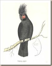 Aust.Diggles.Palm Cockatoo