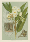 1-A-Botany-Maiden-Eucalypt-(1).jpg