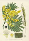 2-A-Botany-Maiden-Acacia-(1).jpg
