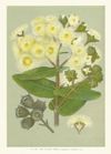 3-A-Botany-Maiden-Angophora-(1).jpg
