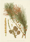 4-A-Botany-Maiden-Casuarina-(1).jpg