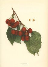 Reine Hortense Cherries
