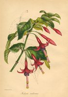 Red-purple Fuchsia radicans