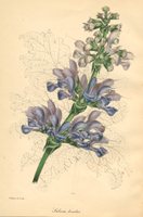 Salvia bicolor lithograph