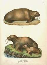 Walruses with Young c1827